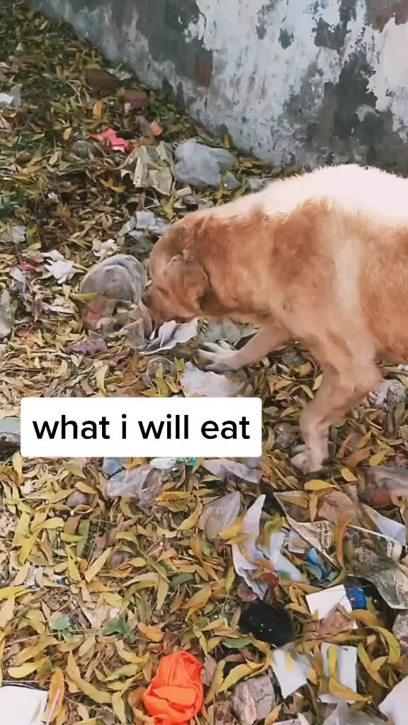 @comedy_dog_rocky