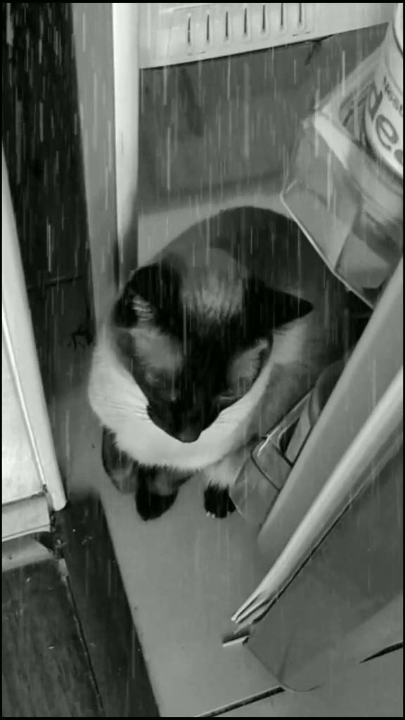 @Titan the Cat