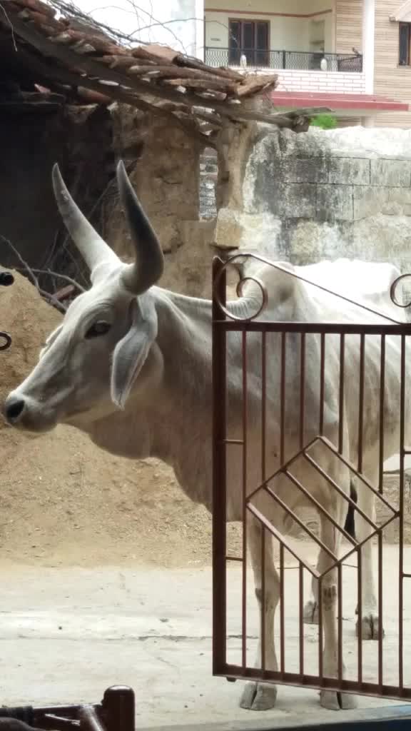 @Chirag_Prajapati_