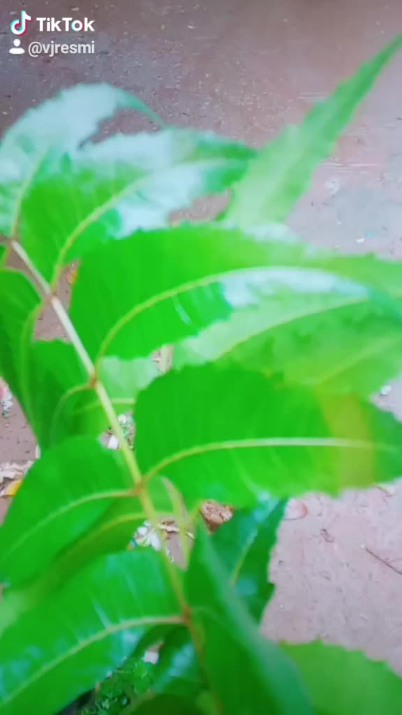 @ചക്കര