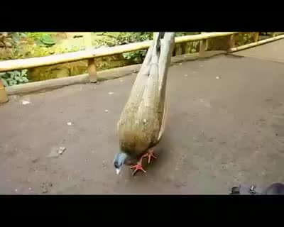 @keerthiachar