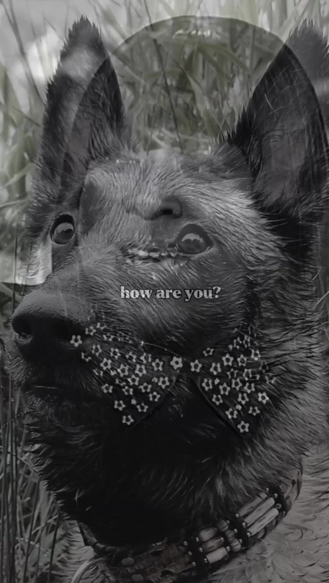 @Gun-BelgianShepherd
