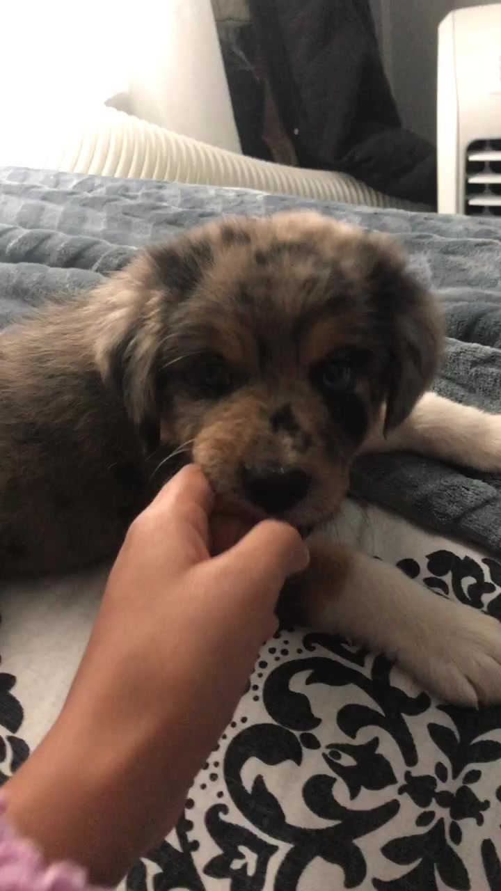 @Kira_the_puppy
