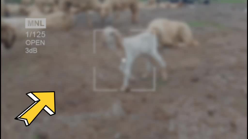 @બાલંભડી નો ભરવાડ