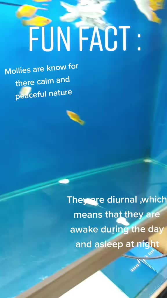 @Rebel Pets 🐠