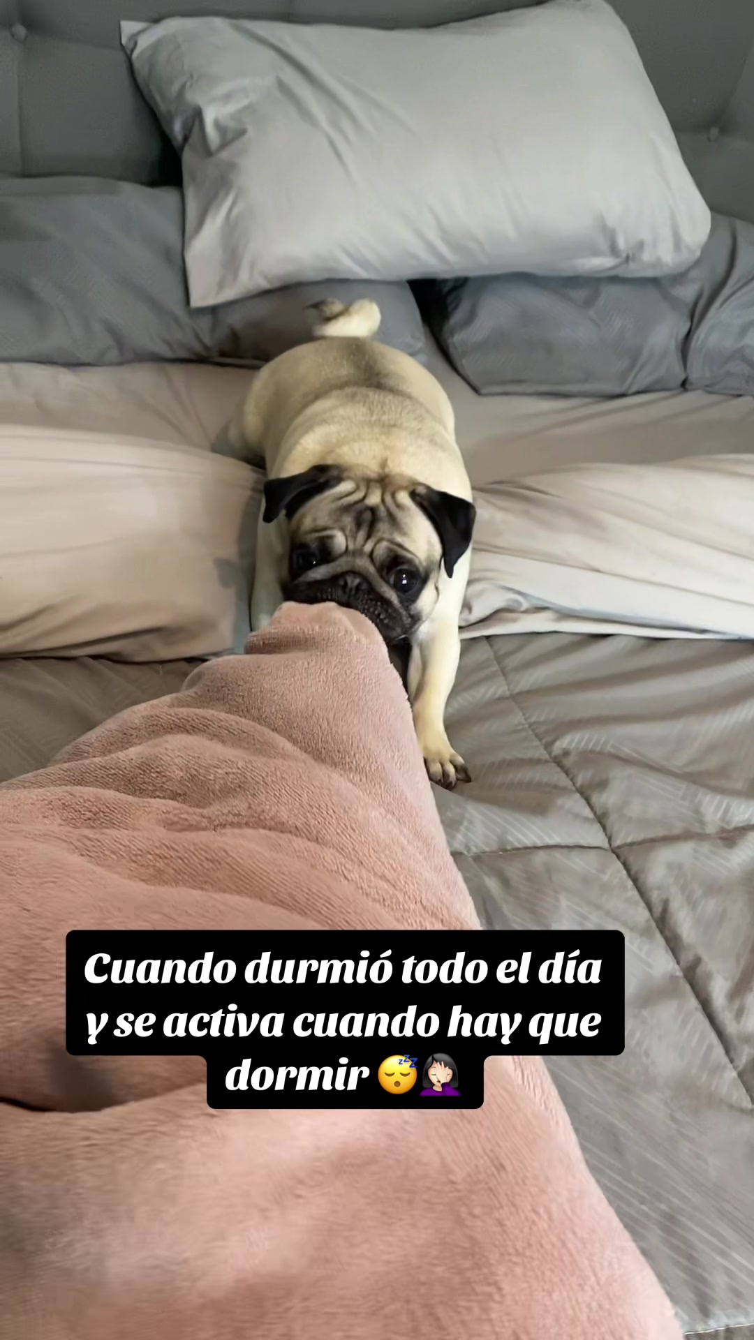 @Moka_lapug