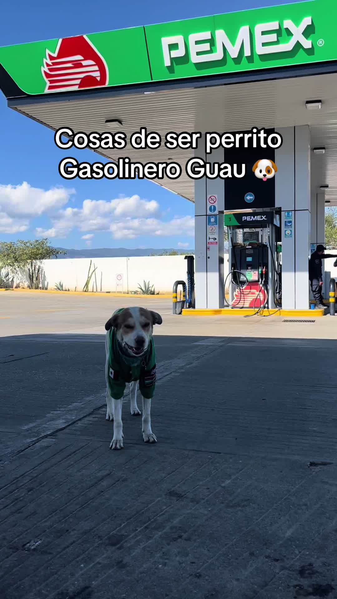 @Mailo el perro gasolinero