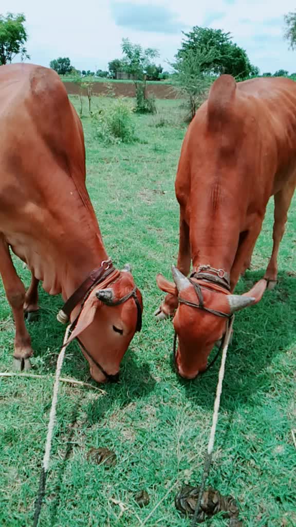 @भागवत आढाव