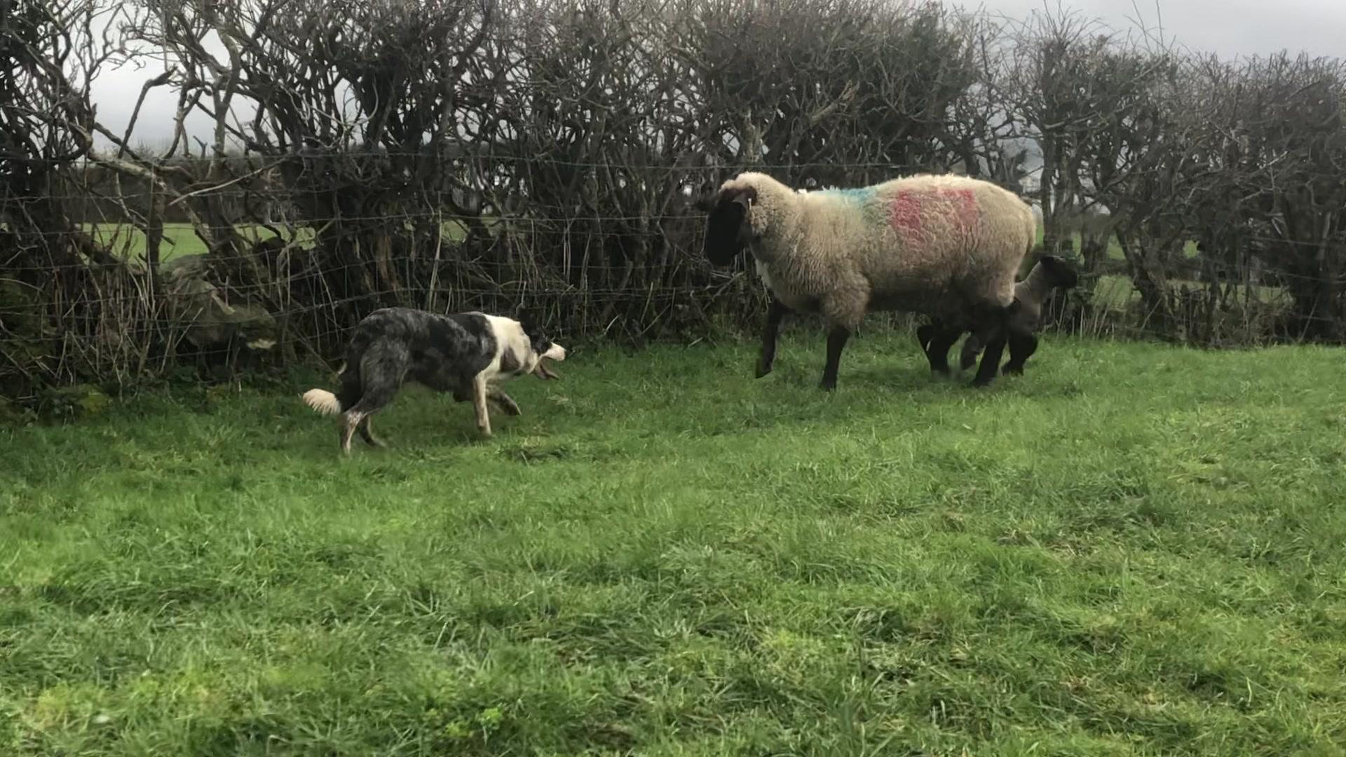 @Ravara and Murray’s sheepdogs