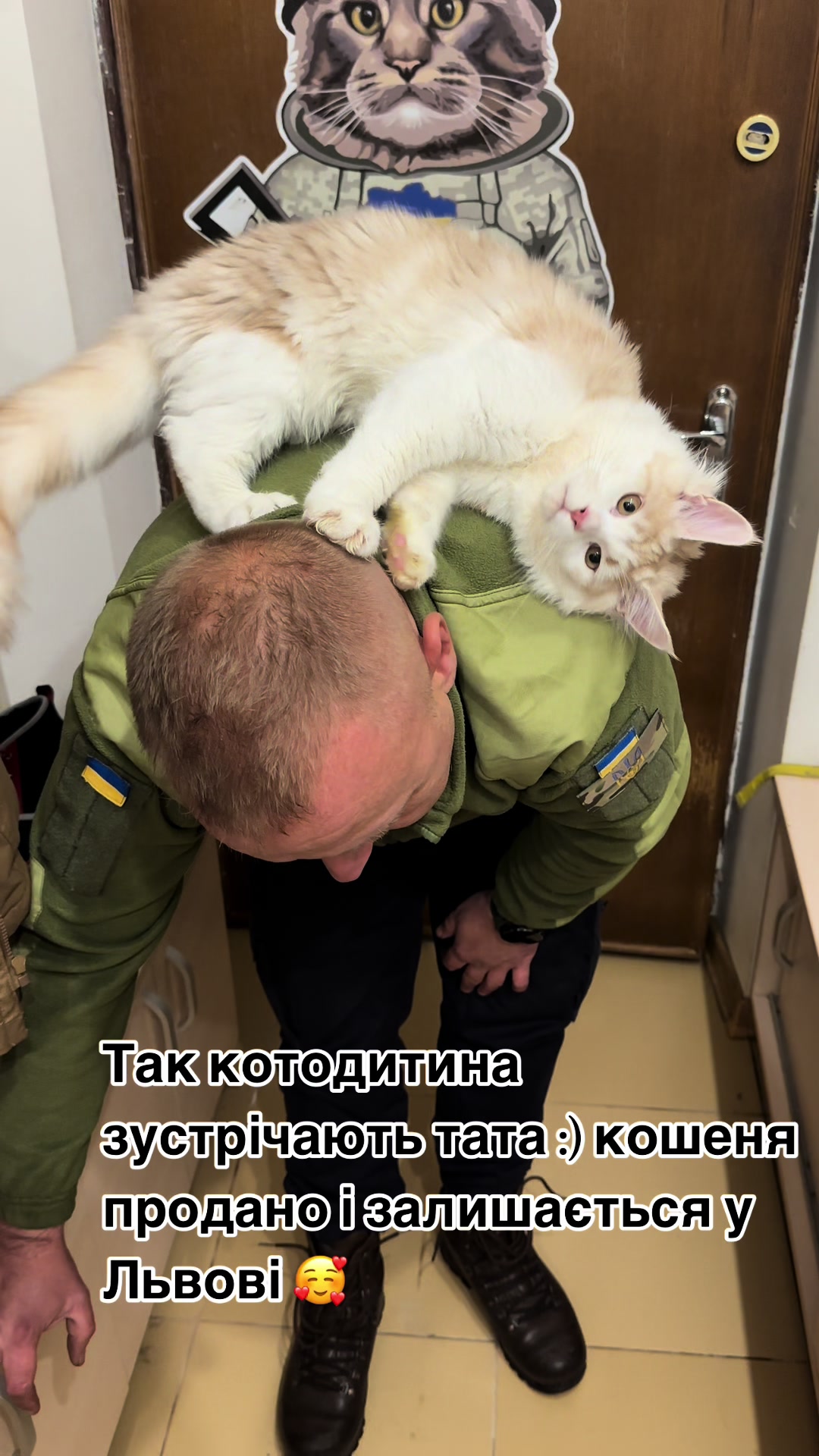 @PARAKENTOS*UA Maine coon