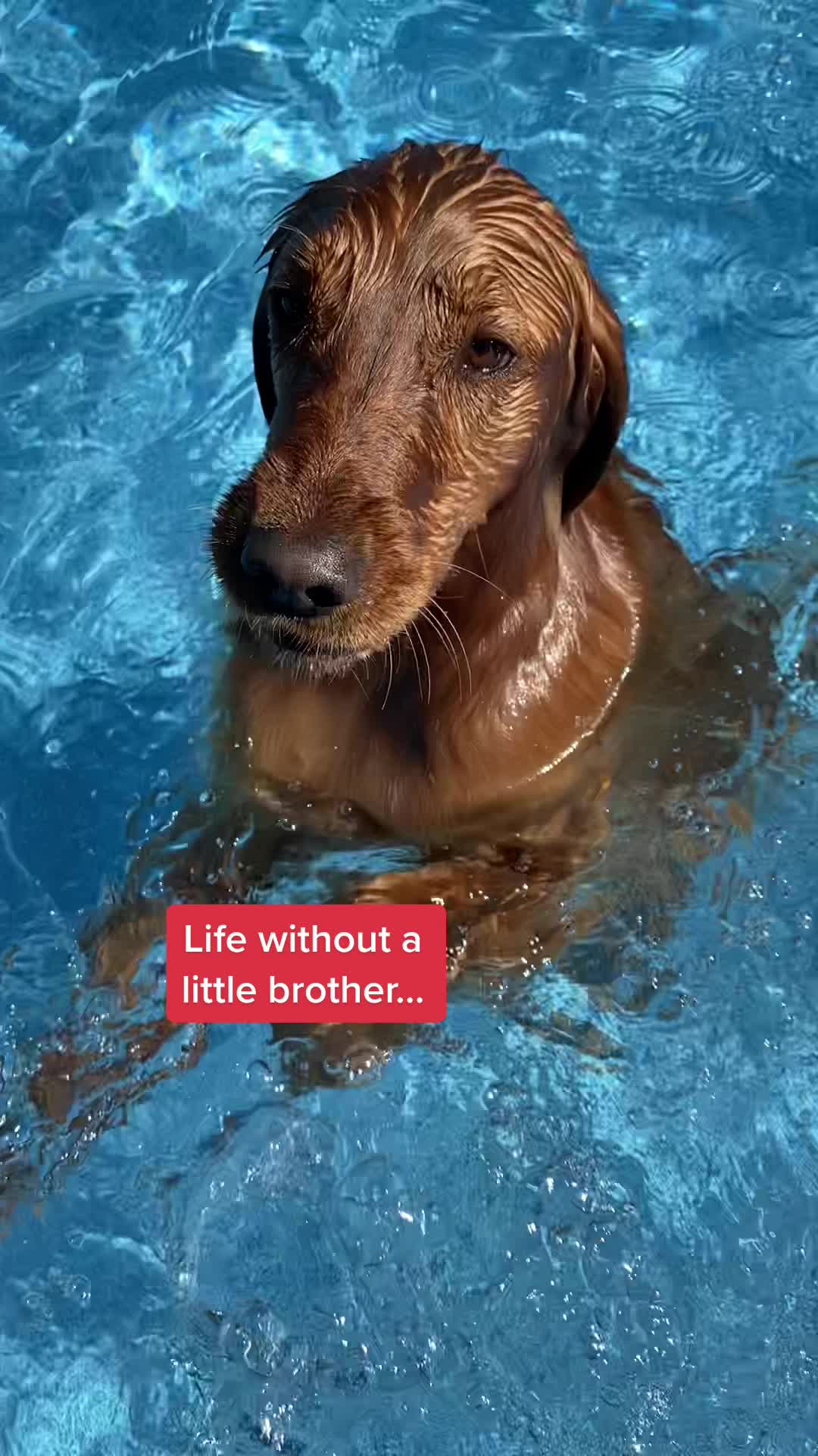 @Koda the Golden