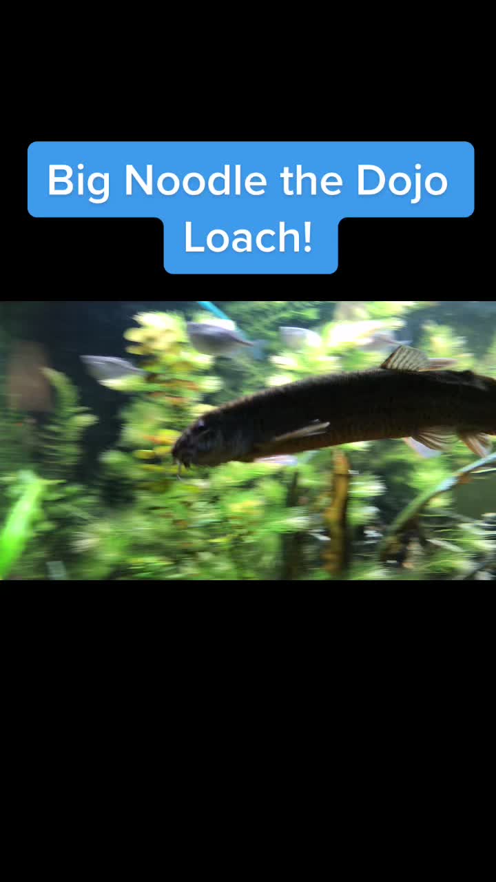 @epicfishnetwork