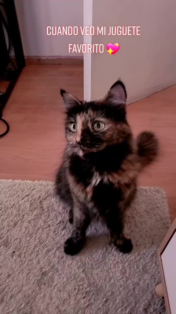 @Trini Cat