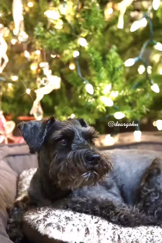 @𝔾𝕆𝕂𝕌 🐶