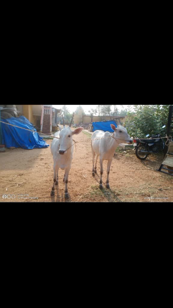 @Manoj Gowda