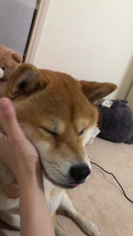 @Mochi.Shogun
