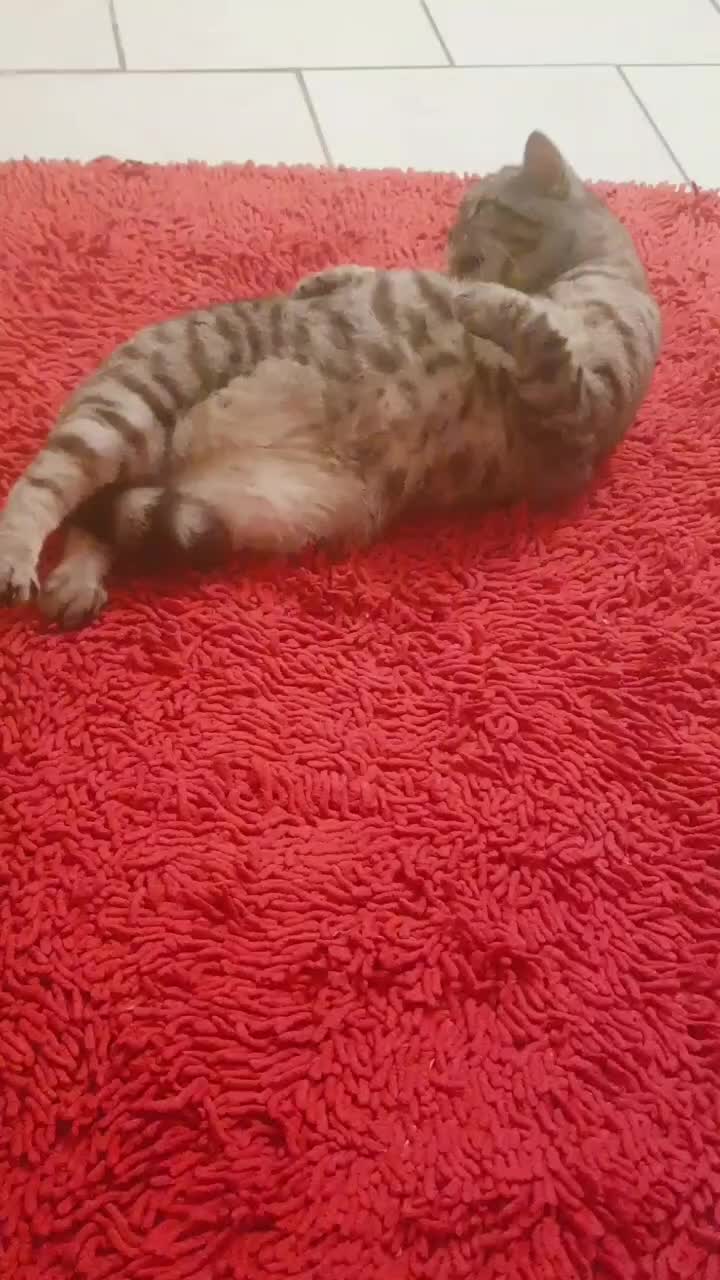 @the coconutkitty
