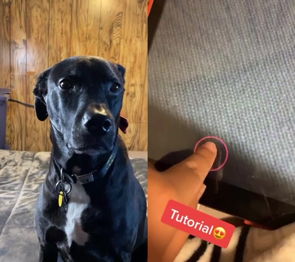 @Max the Pup