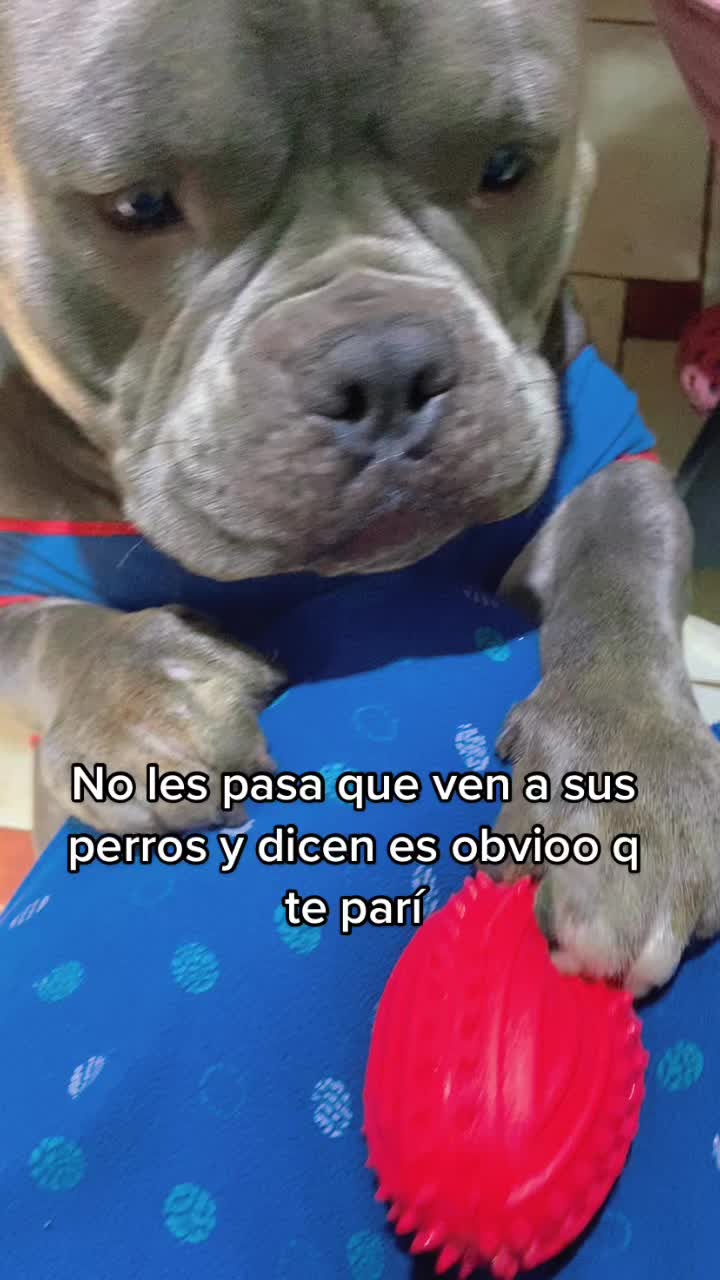 @Sadiytolo 🐶❤️