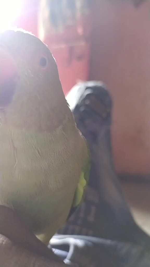 @tiktok.com/@chotubha