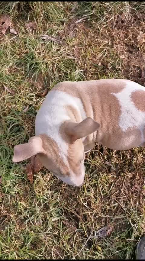 @Mini Bull Terriers from Hell