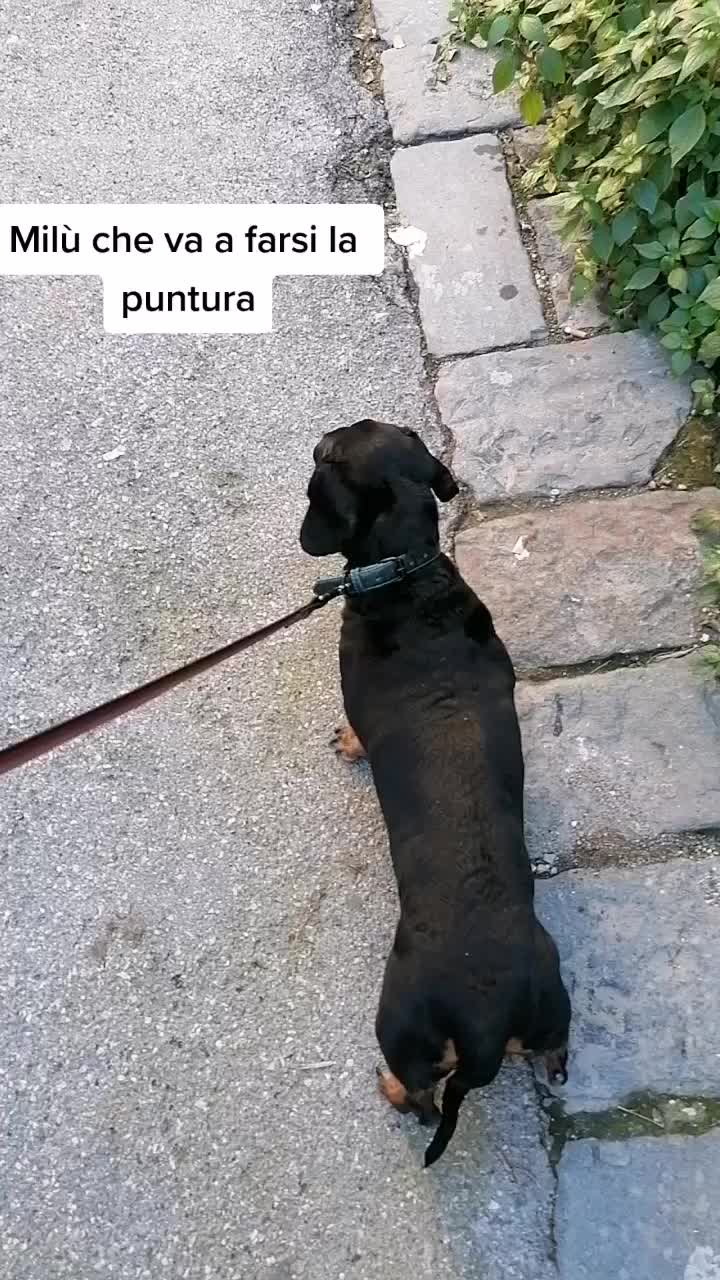 @Rosaria