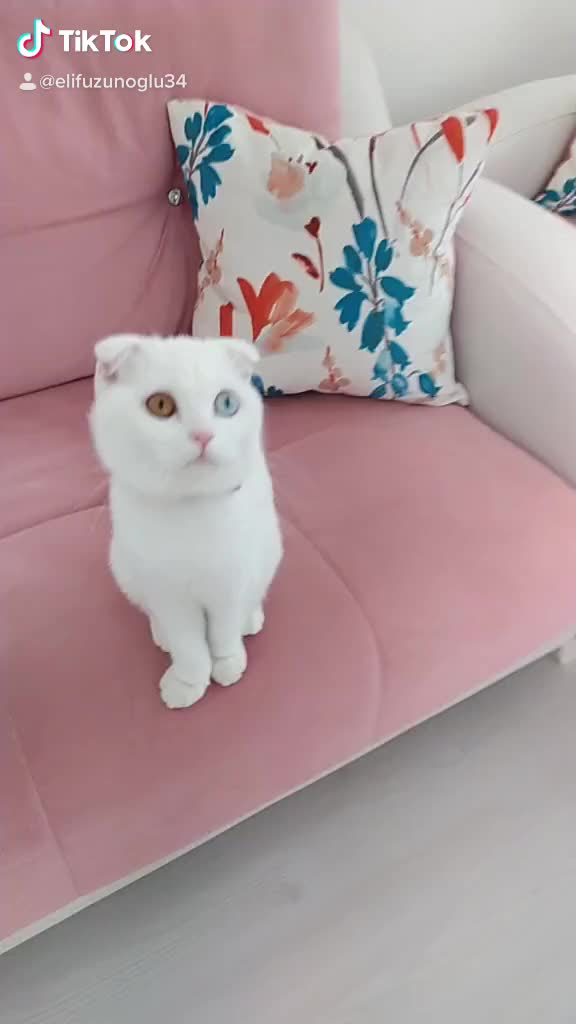 @poncik 🐱