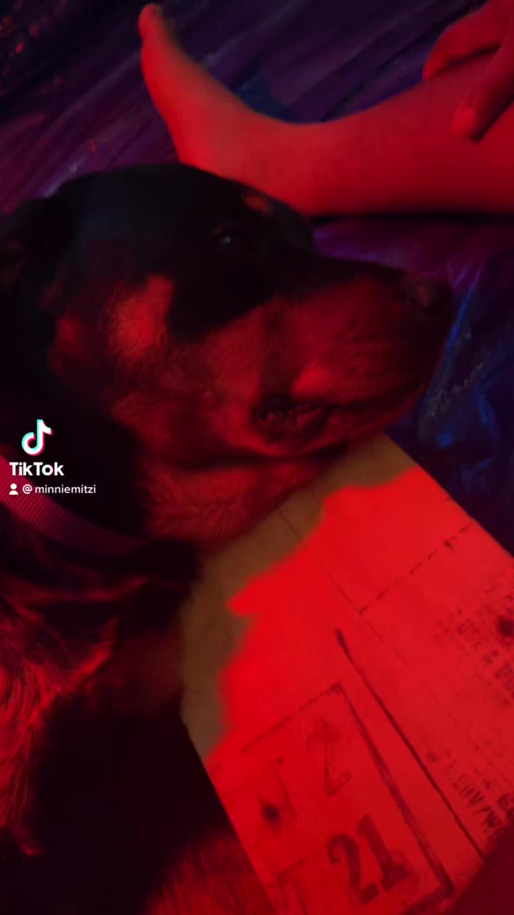 @Son of a KING K9