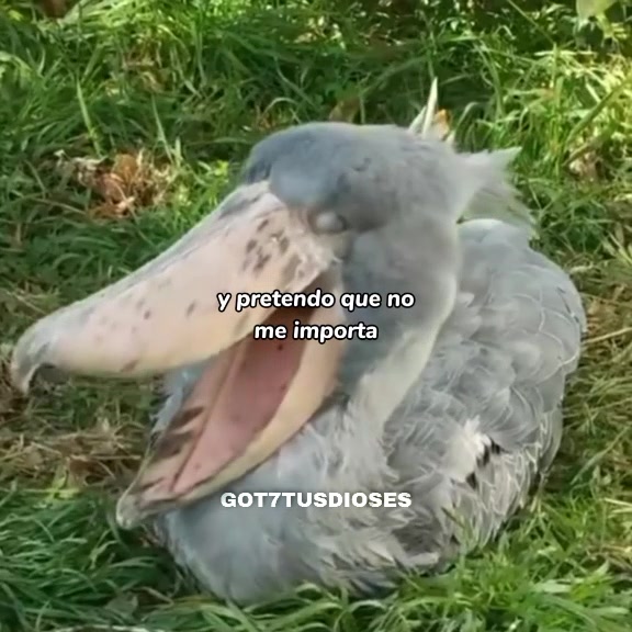 @got7tusdioses