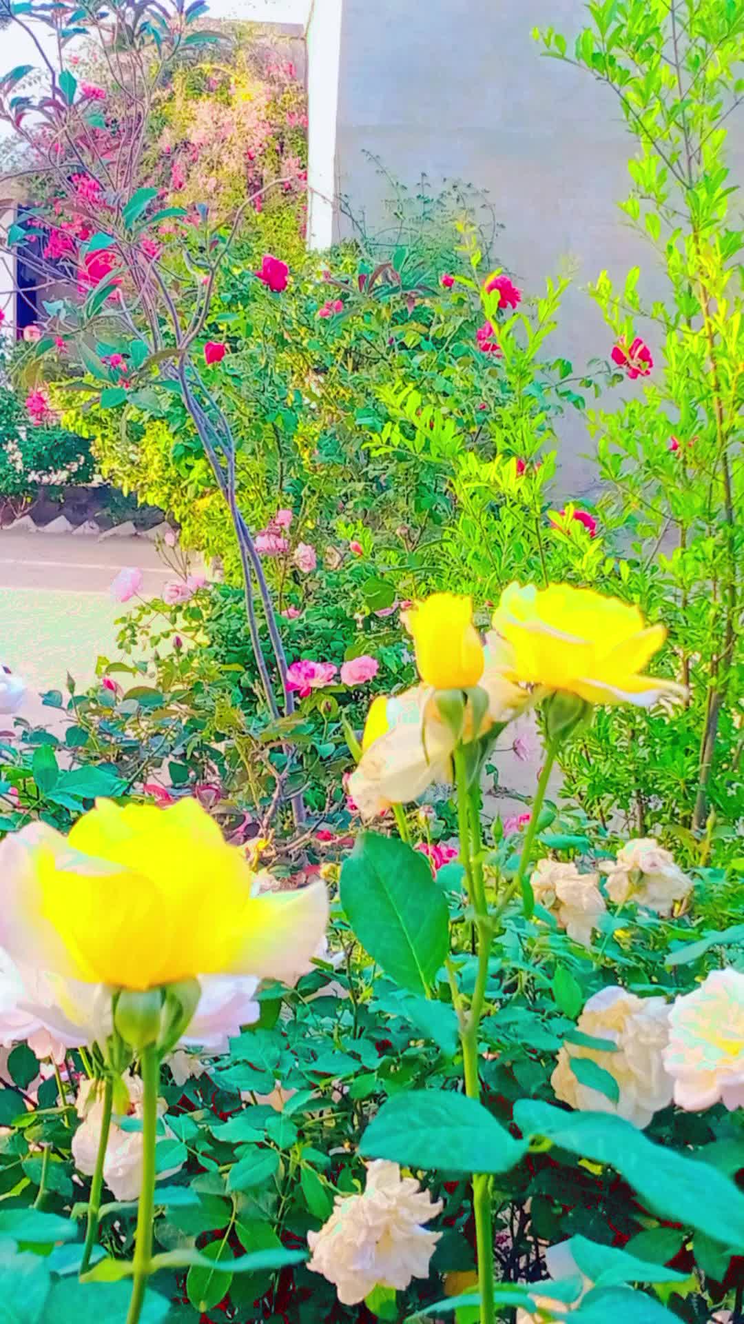 @💞Only_Flowers💞