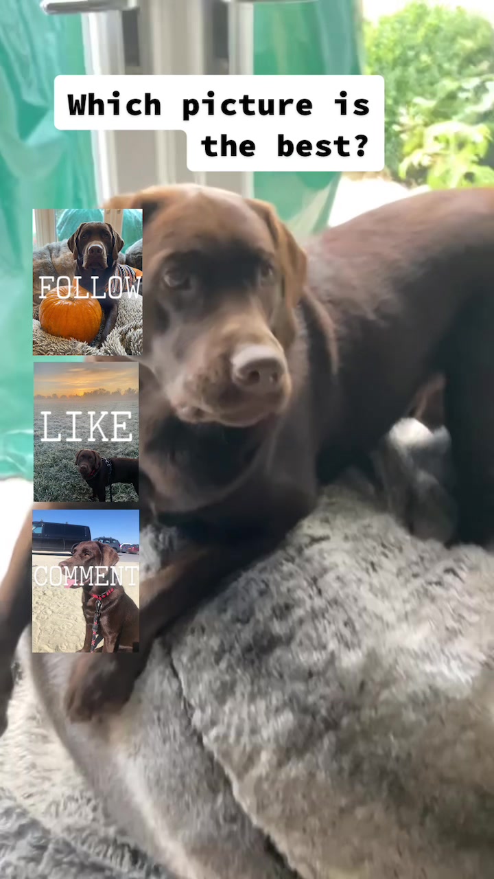 @🐾 𝑻𝒆𝒅𝒅𝒚🐾