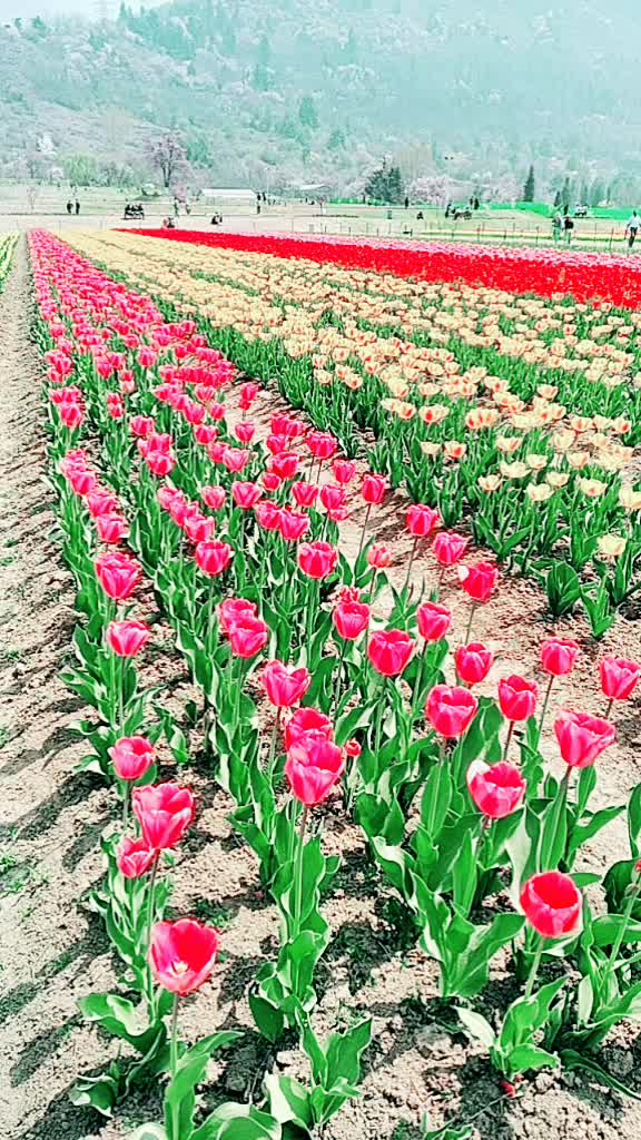 @mushtaqO7dz