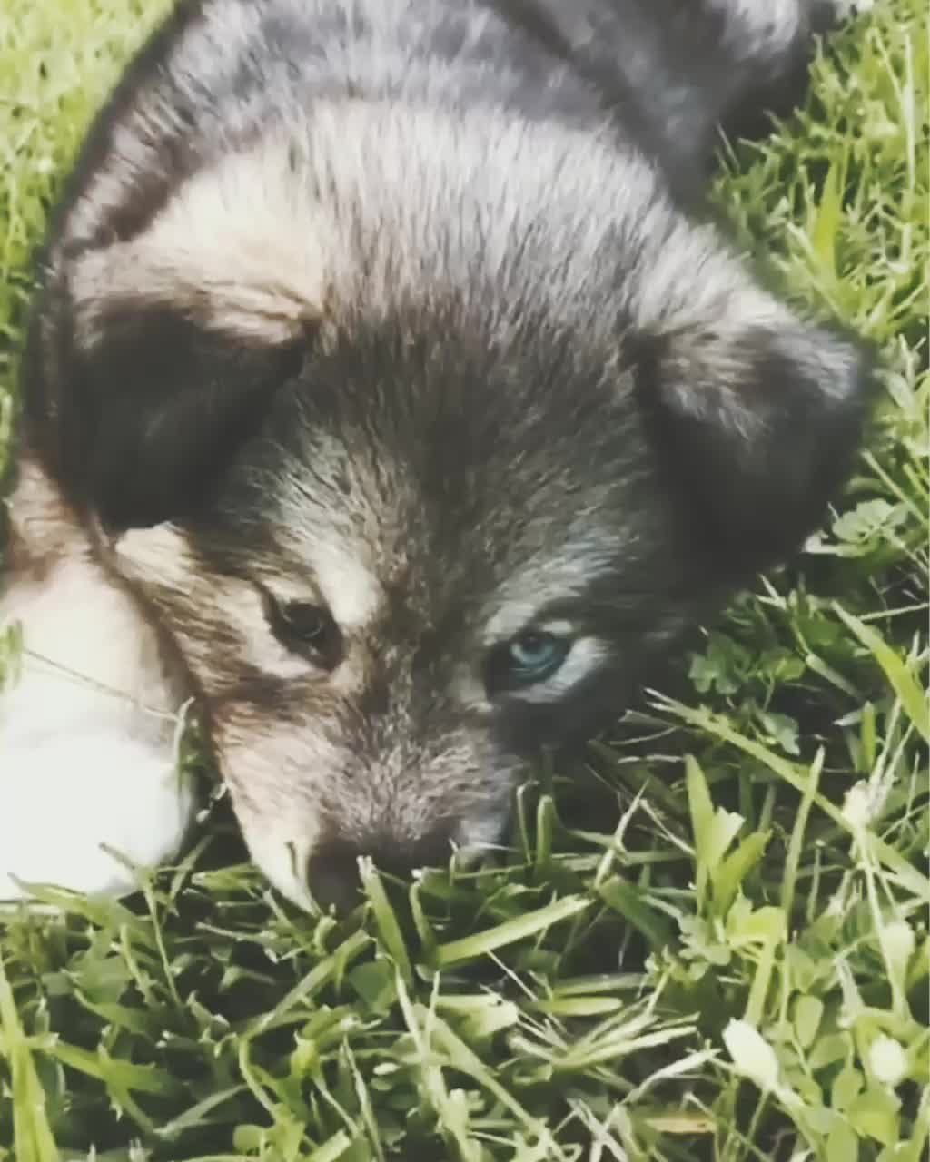 @husky.ranch