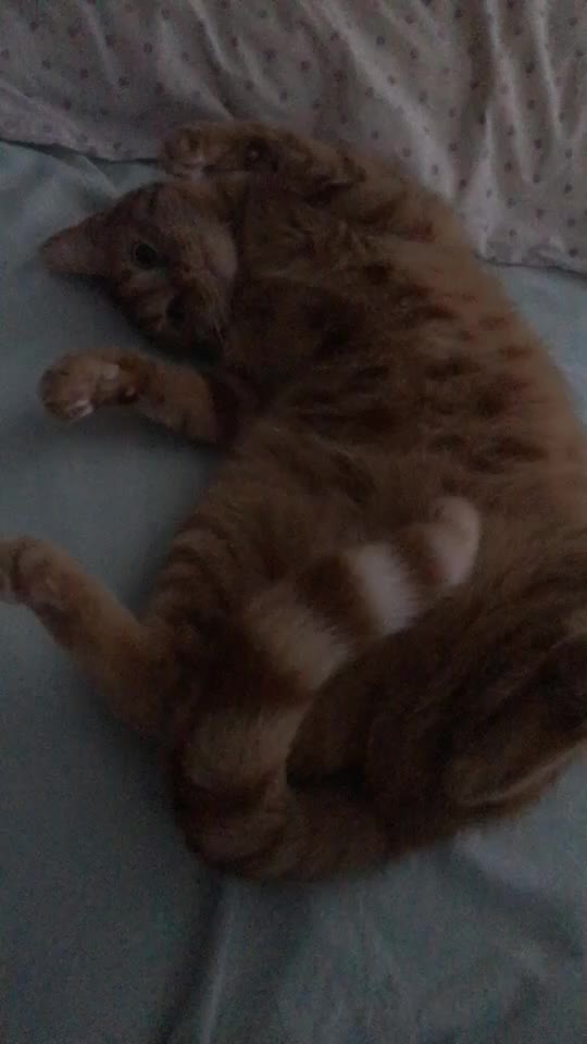 @Kedidir kedi♥️