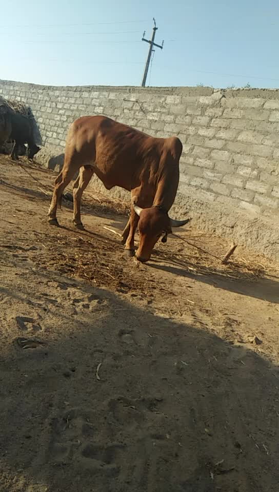 @Mehul Sonara Ahir