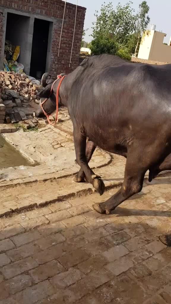 @Moostory