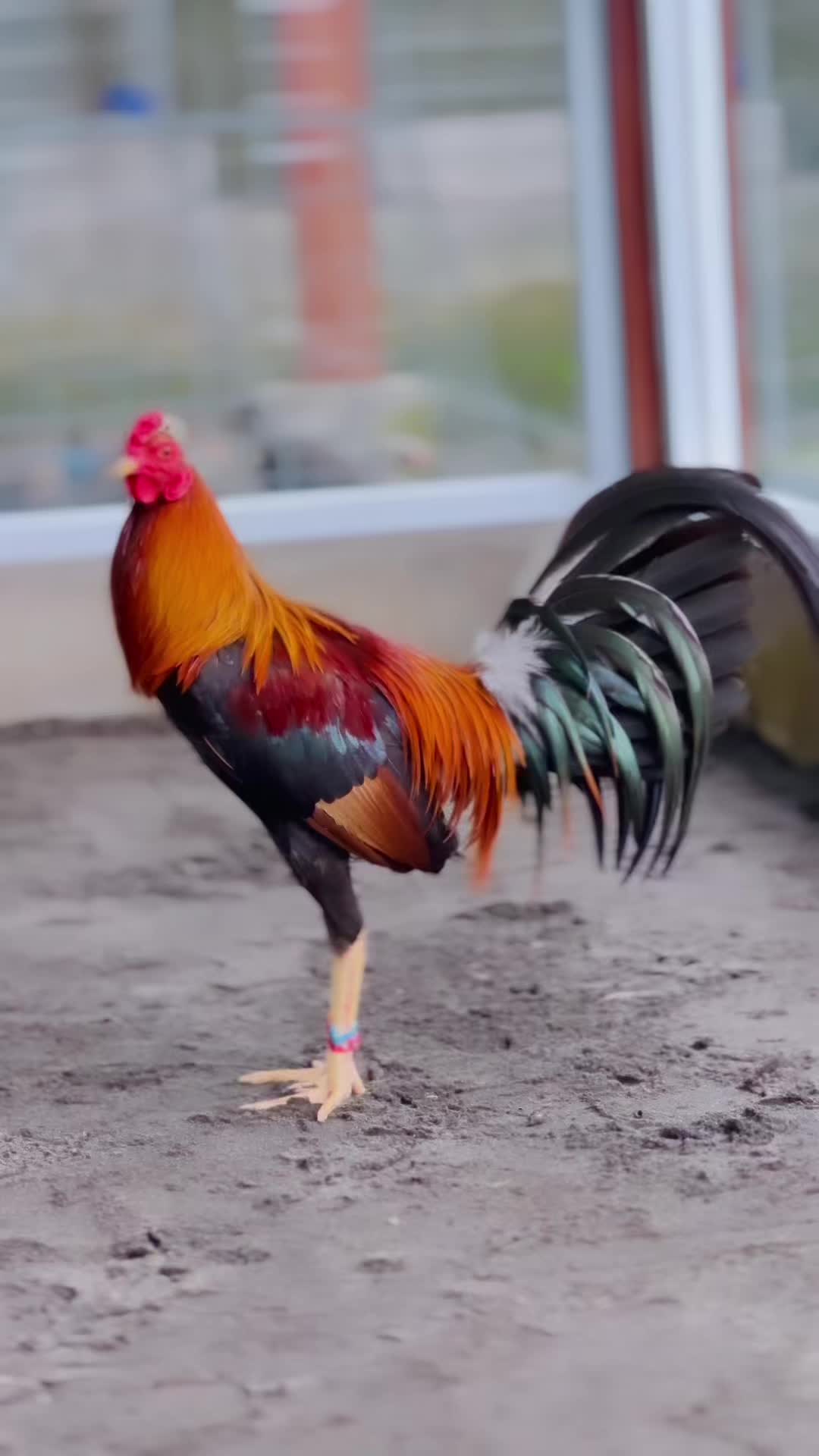 @NICK GAMEFARM