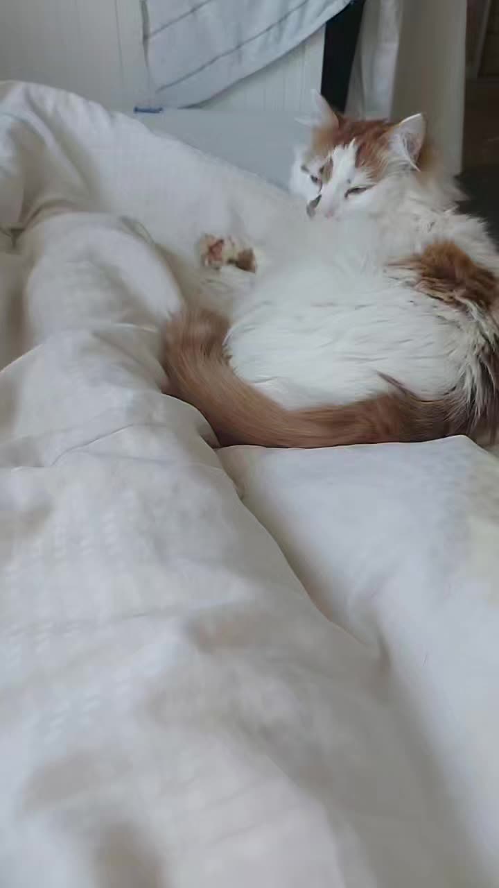 @Meowko