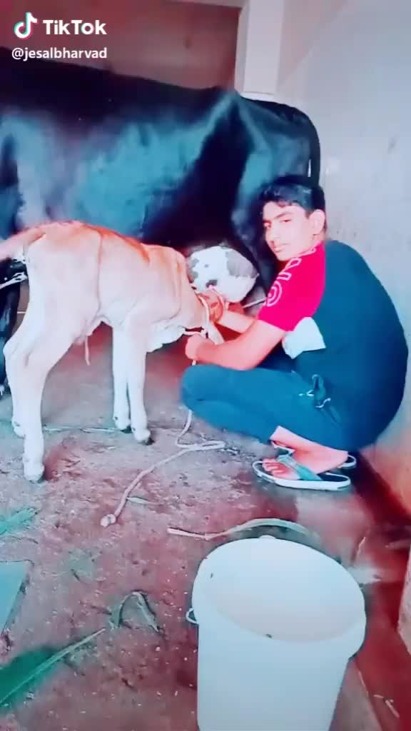 @govindo_bharvad_4600