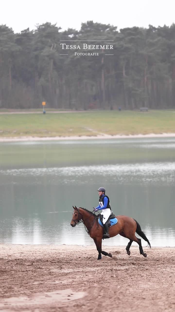 @Elegantia Horses