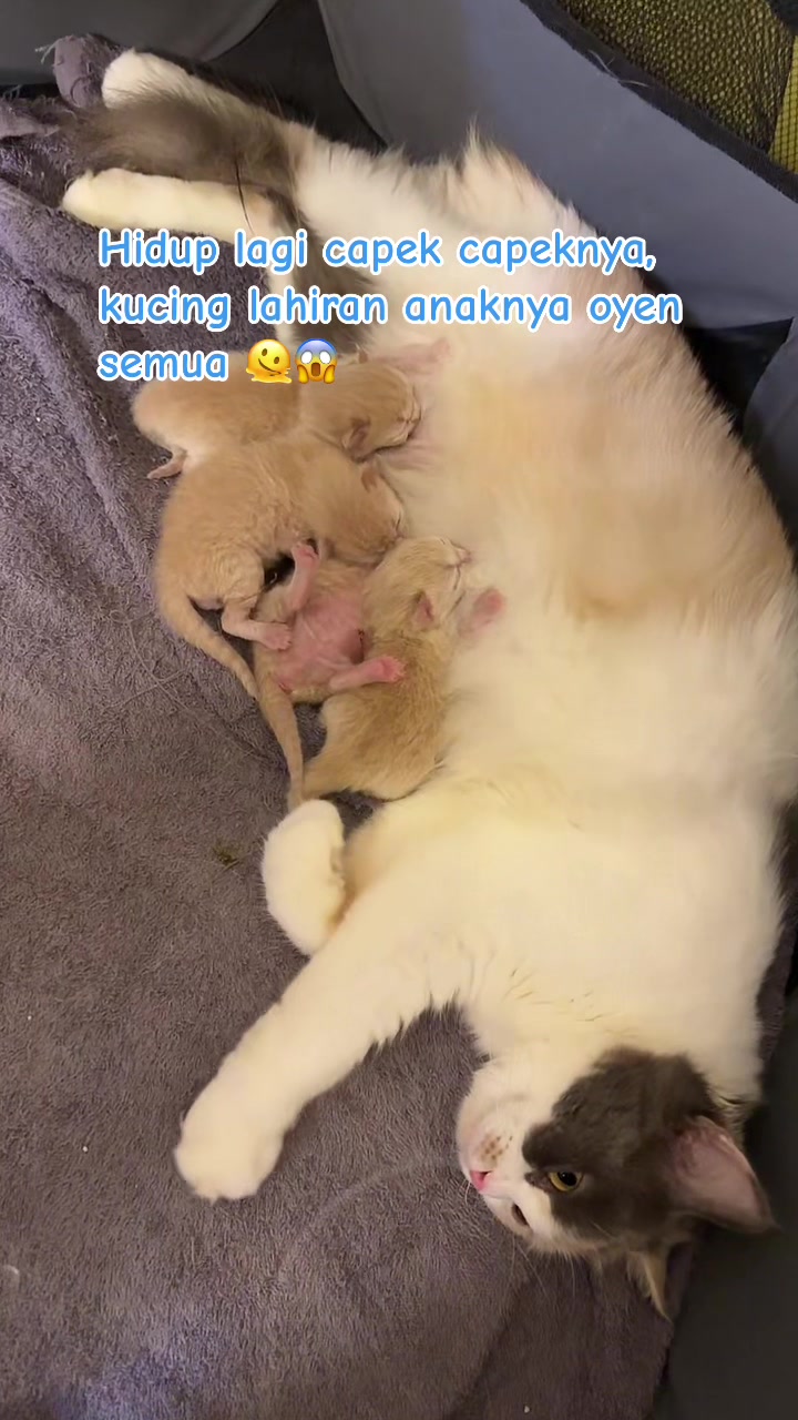 @Tyan si Papapnya Anabul