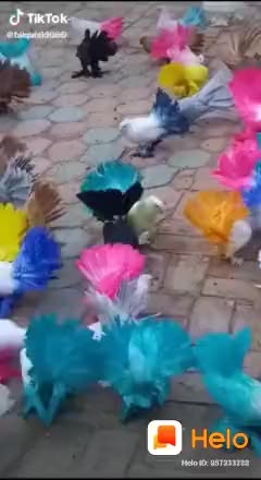 @sukumaR
