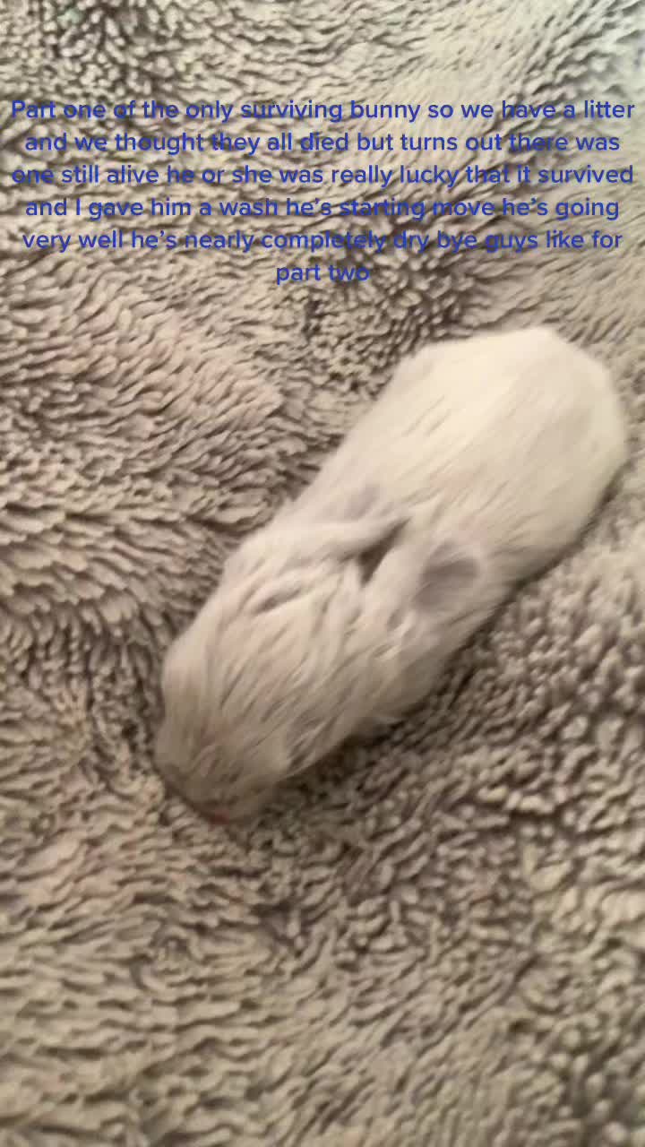 @Bunnie