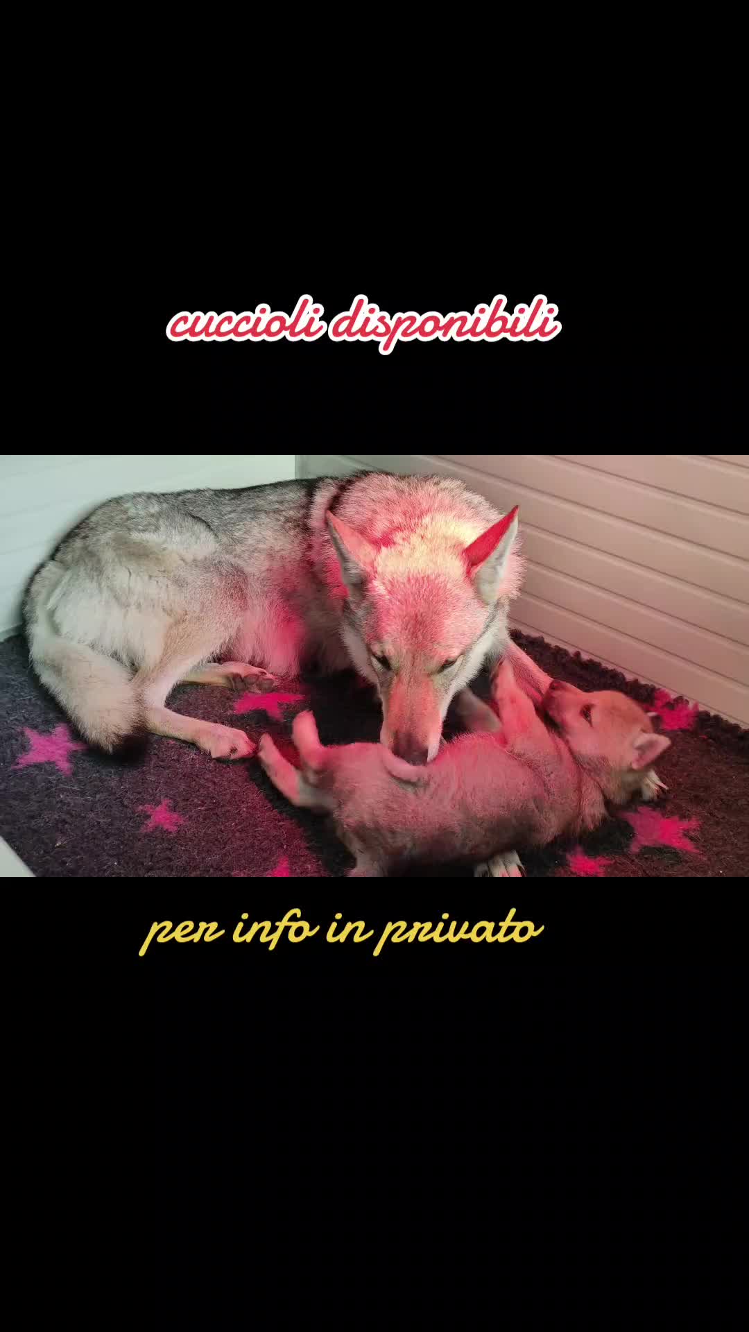 @Lupi del basileus