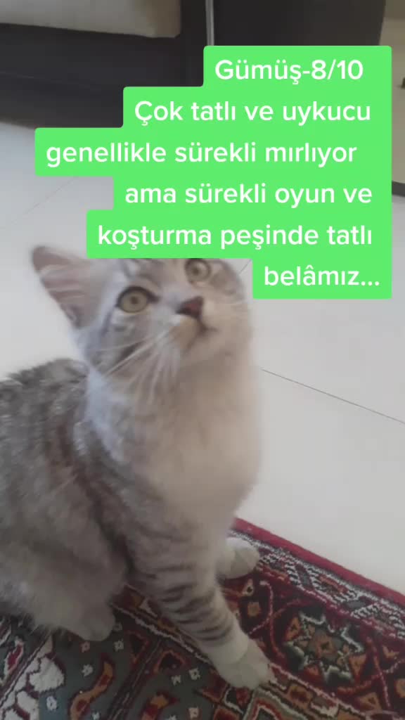 @Minalfa
