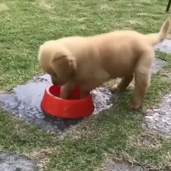 @pet_lover😍