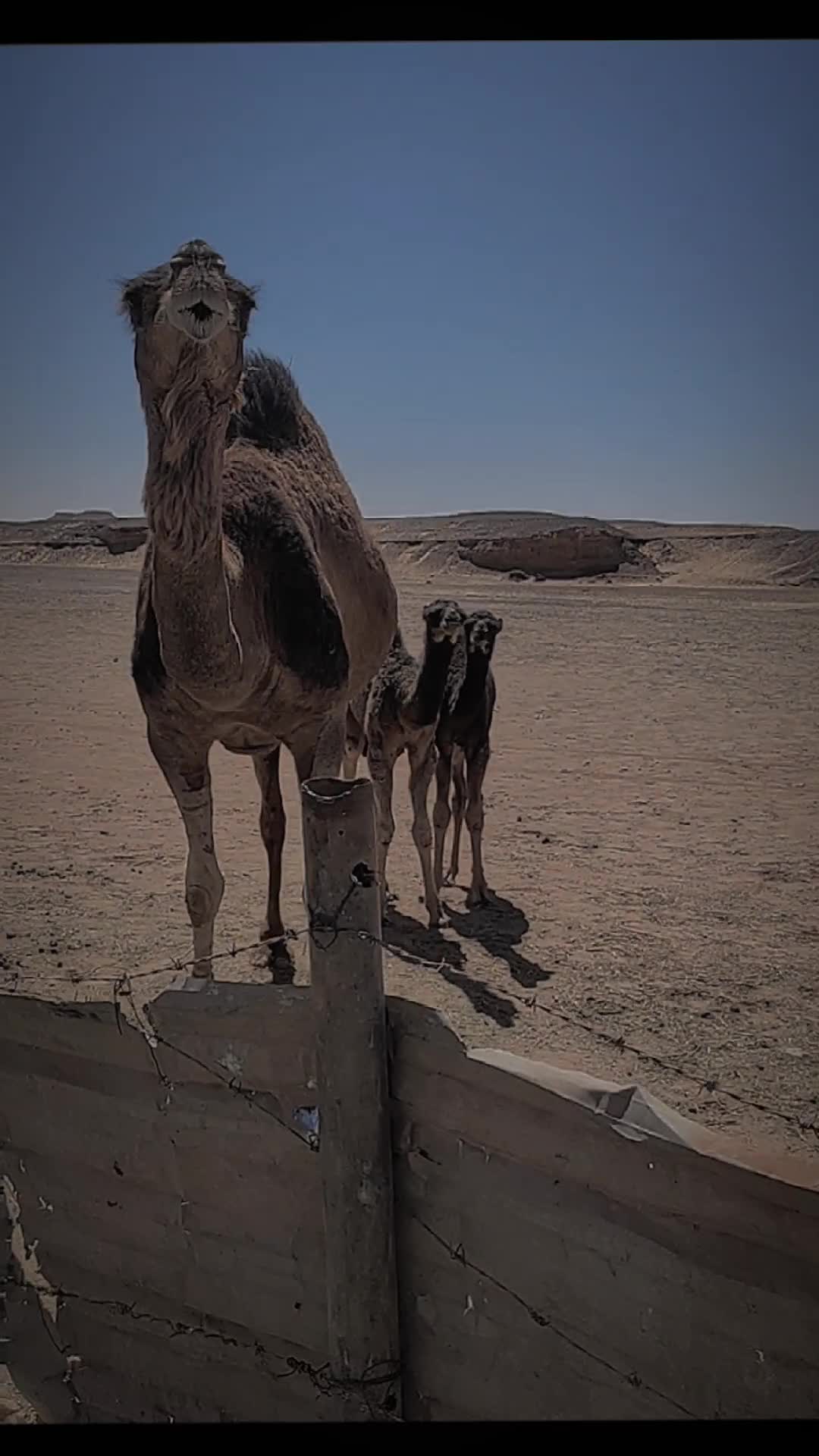 @ضعنا 🤪 يا 🤪جدي