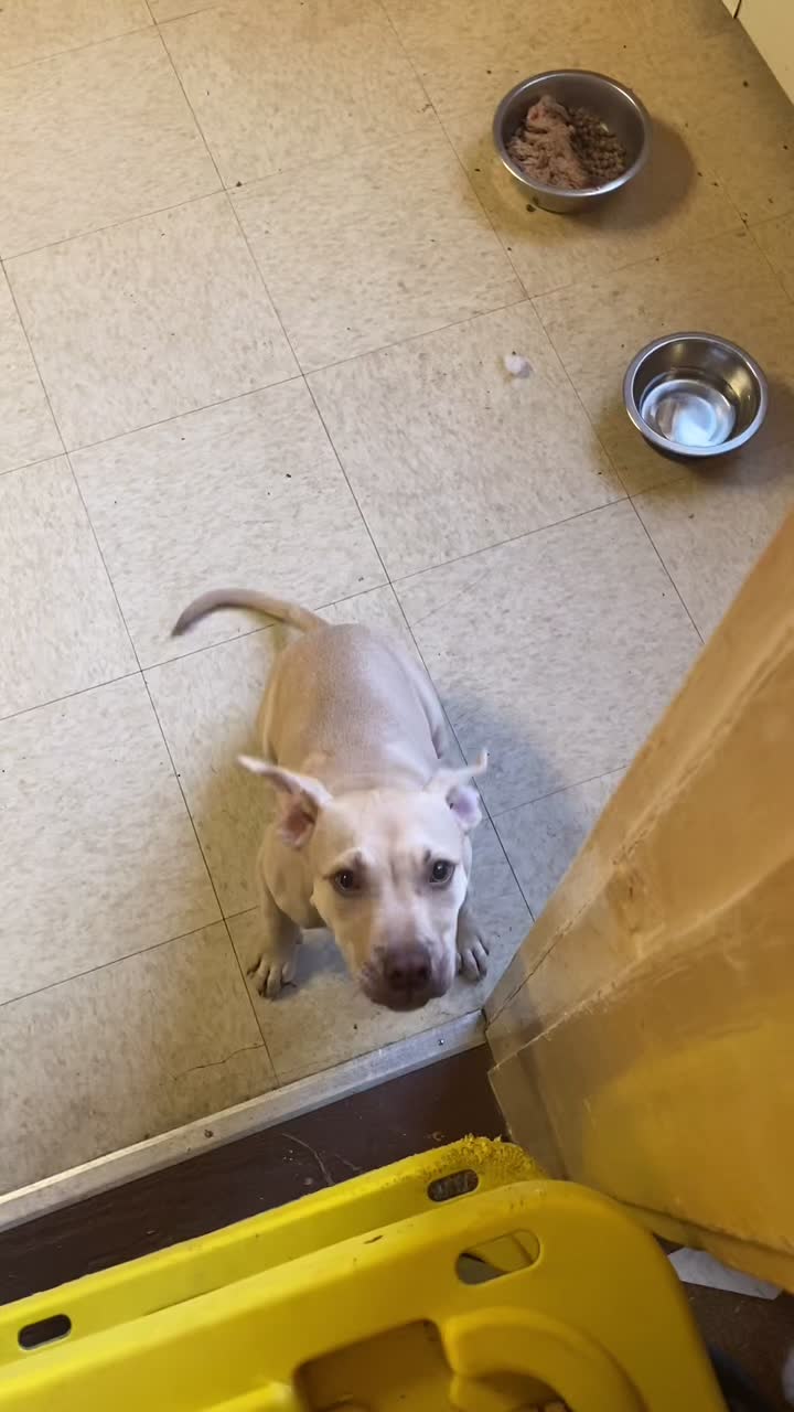 @davincitheamericanpitbull