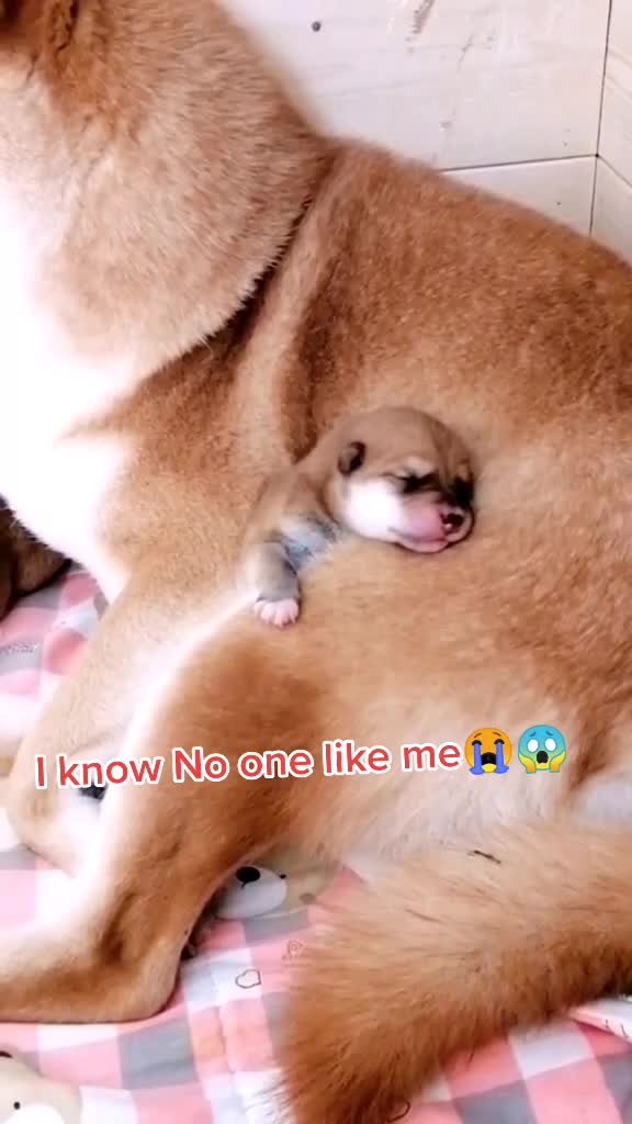 @kittenspets