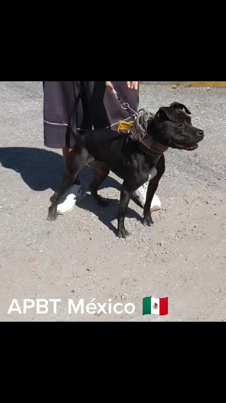 @TrueGamedogsMx214420